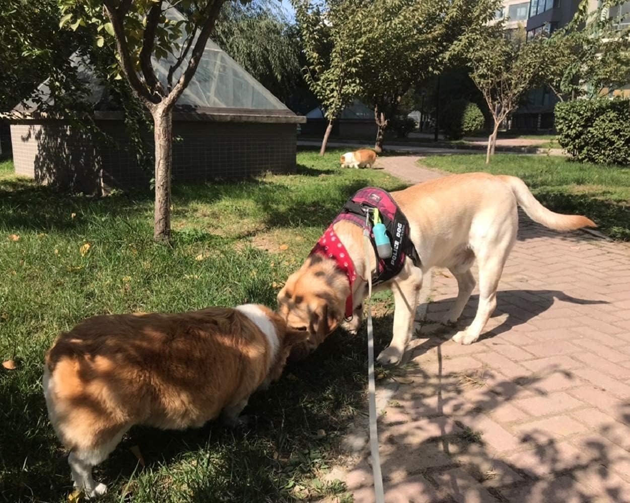 Dog Poop Bags Holder with LED Flashlight|Pet Waste Bags Dispenser for Leash|Doggie Potty Bags Container with Leak-Proof Pet Trash Bags and Accessories (1 Holder 195 Bags, Crystal Blue)